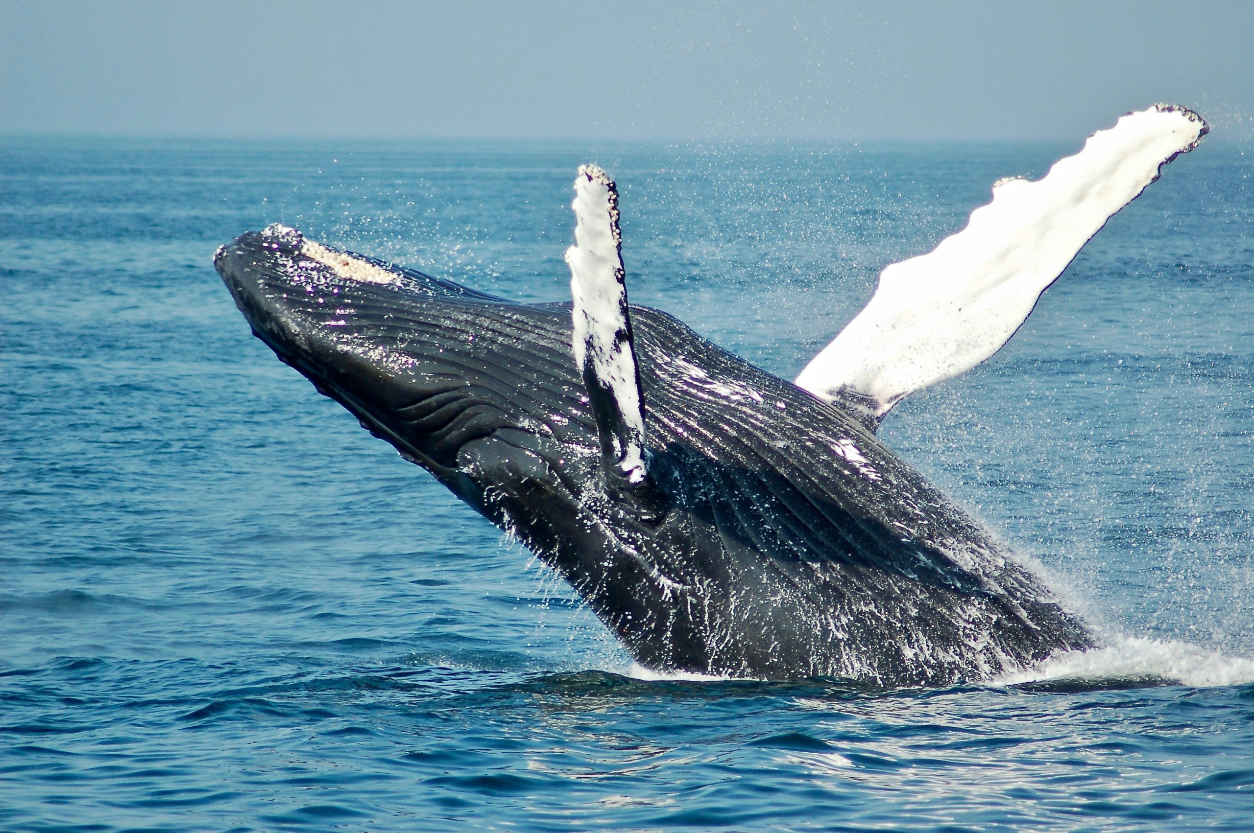 Whales Watching