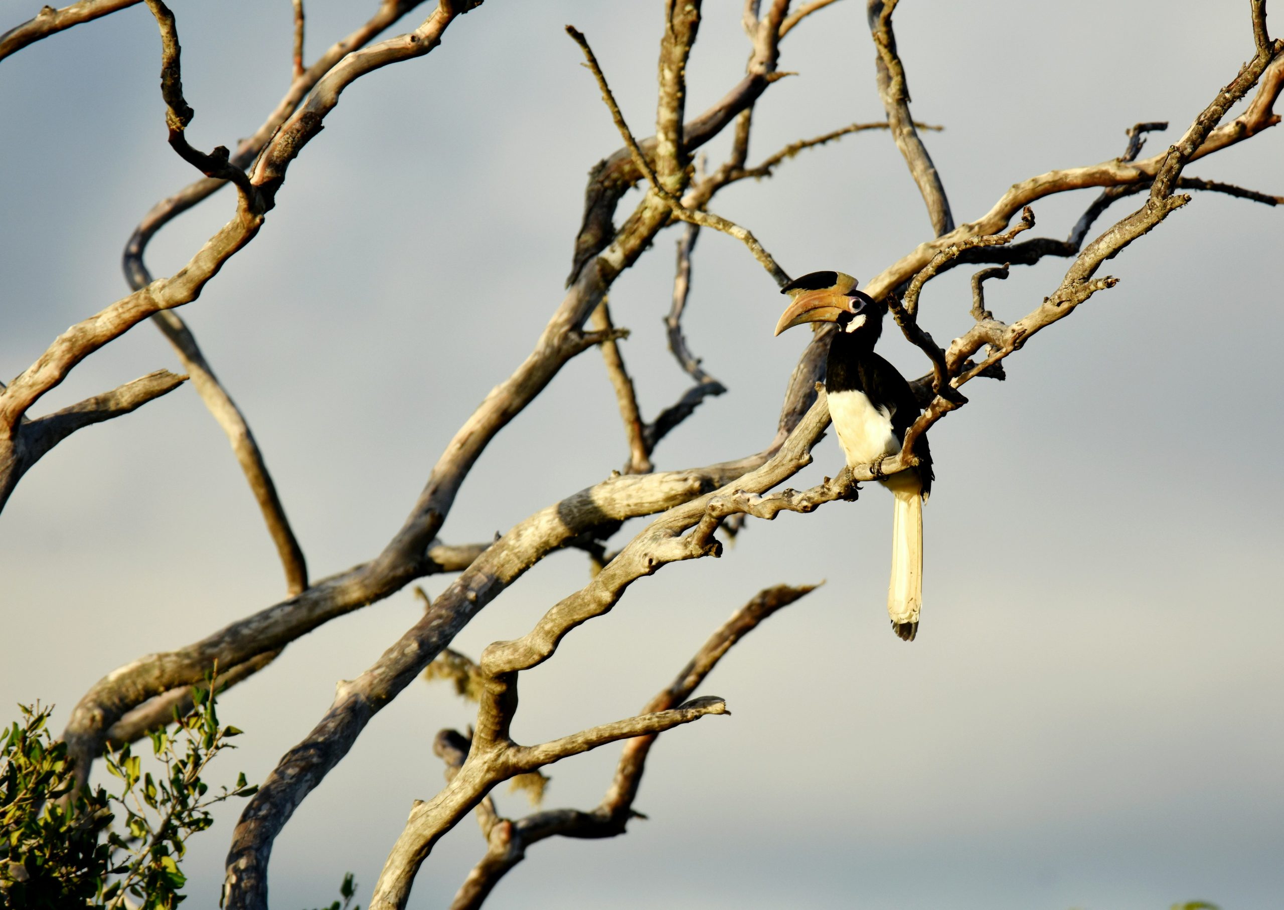 Birds Watching