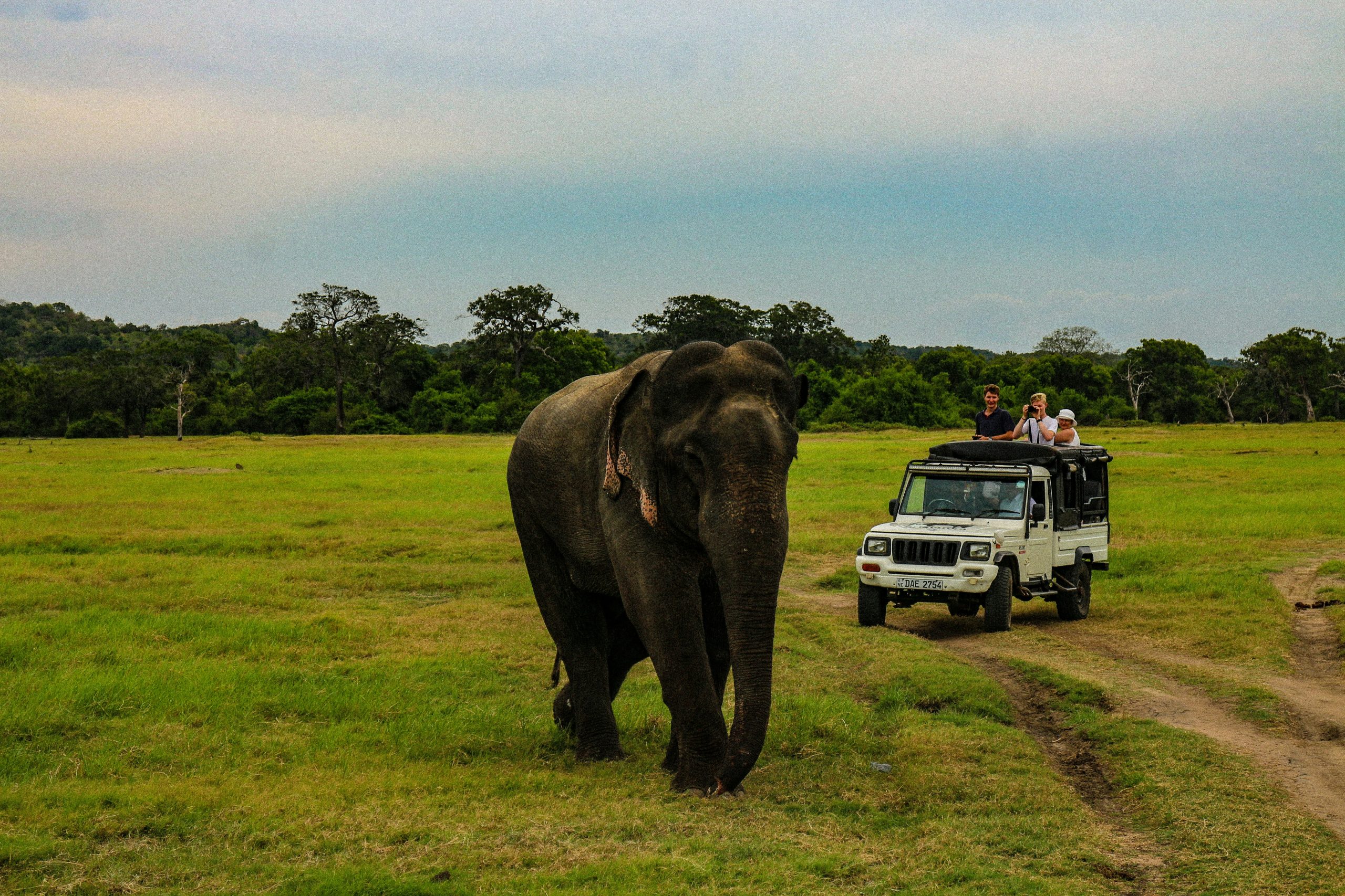 Safari
