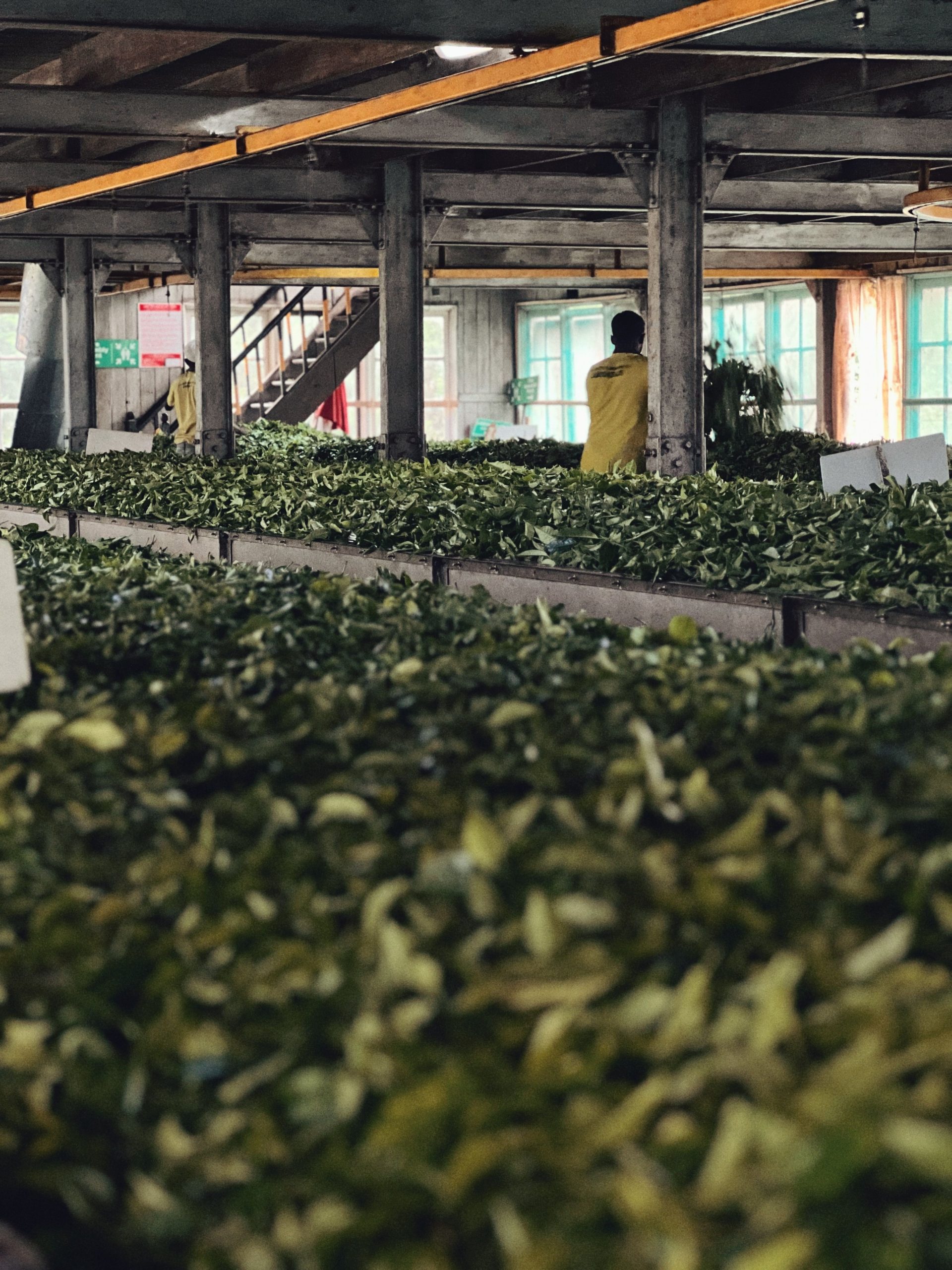 Tea Factory Visit