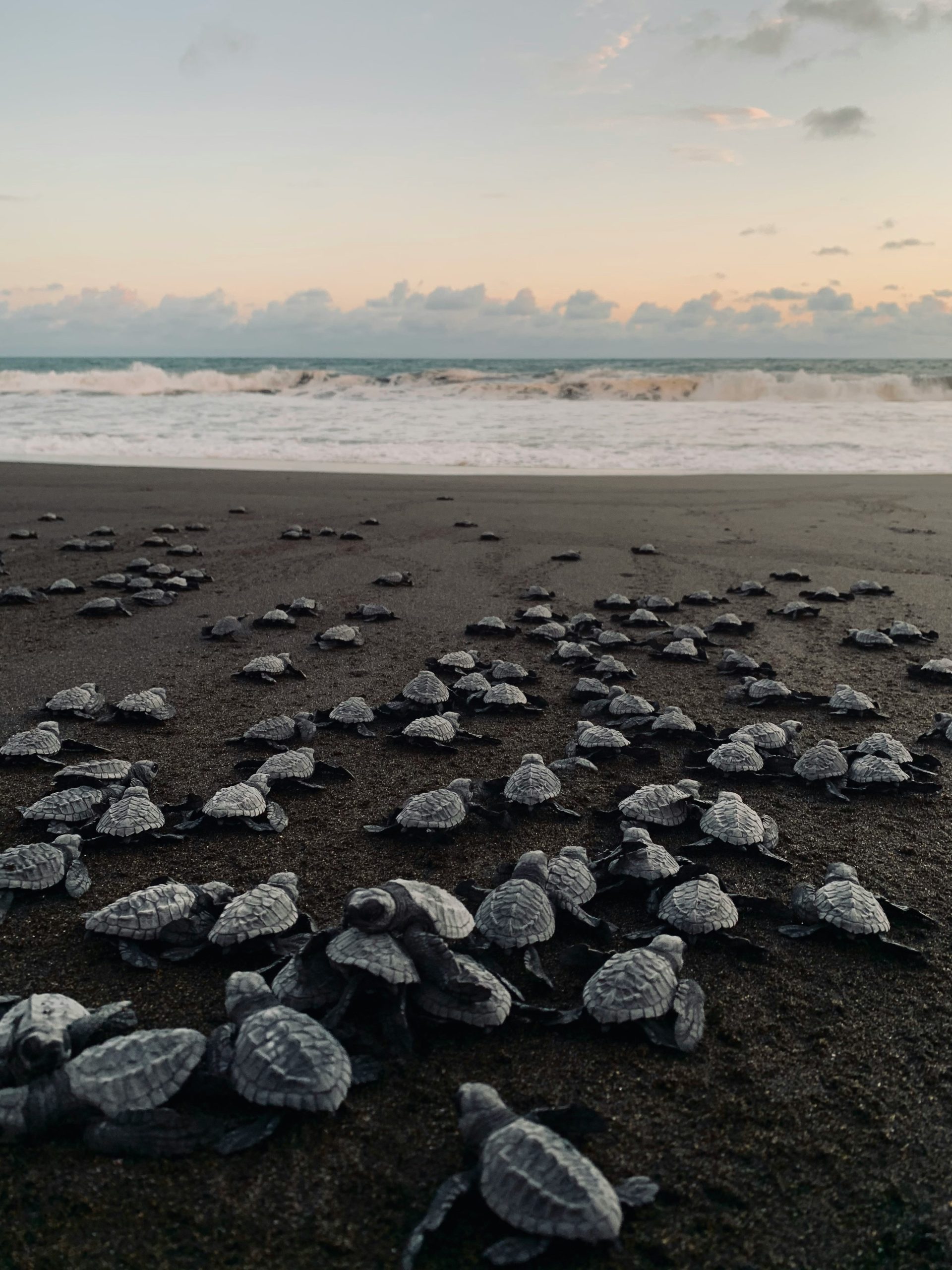 Turtle Watching